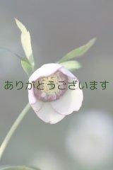 SDホワイトグレープピコティ・ビックネクタリー咲き　　No/F25