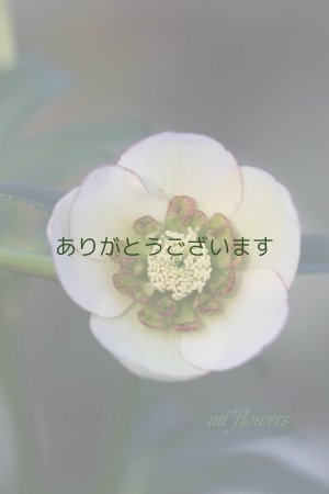 画像1: SDクリームイエローグレープピコティアネモネ咲き　No/F22