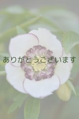 LSDホワイト糸ピコティ・ラージネクタリー　　No/1407