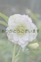 DDホワイト糸ピコティ　No/1401