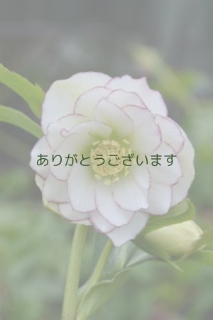 画像1: DDホワイト糸ピコティ　No/1401