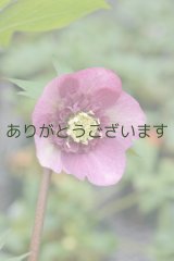SD濃ピンクバイカラーアネモネ咲き　No/1405