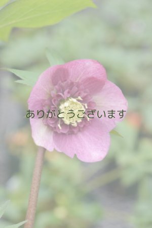 画像1: SD濃ピンクバイカラーアネモネ咲き　No/1405