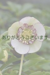 SDホワイト糸ピコティアネモネ咲き　No/1408