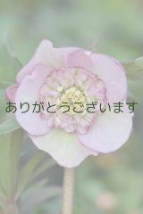 SDピンクピコティ・アネモネ咲き　No/1410