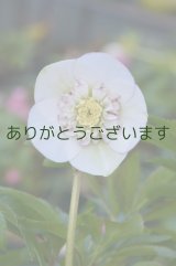 SDホワイトピコティ・アネモネ咲き　No/1411