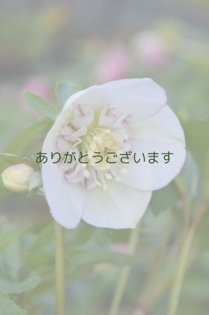 画像2: SDホワイトピコティ・アネモネ咲き　No/1411