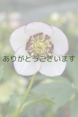 SDホワイトピコティ・ダークネクタリー　No/1414