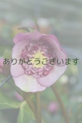 LSDピンクピコティ・ビックネクタリー　No/1512