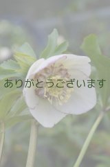 SDクリーミィホワイトピコティ・アネモネ咲　No/1513