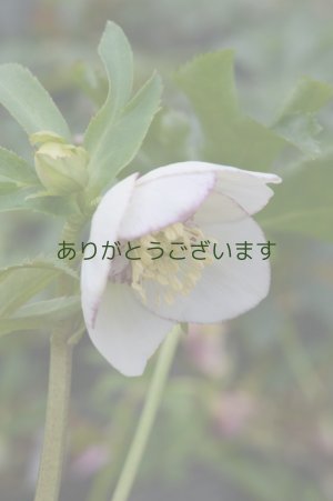 画像3: SDクリーミィホワイトピコティ・アネモネ咲　No/1513