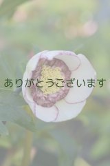 LSDホワイトピコティ・ラージネクタりーアネモネ咲　No/1515