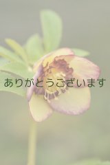 【SALE】 SDゴールドピコティダークネクタリー　　　No/S030