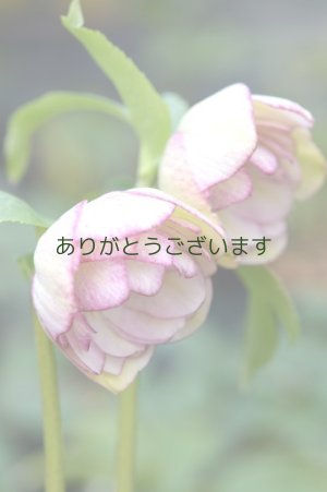 画像3: DDホワイトピコティ　カップ咲き　No/17S34