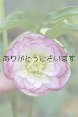 DDホワイトパステルグラデーション　カップ咲き　No/17S33