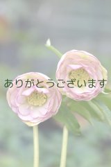 DDホワイトピコティ　カップ咲き　No/17S34