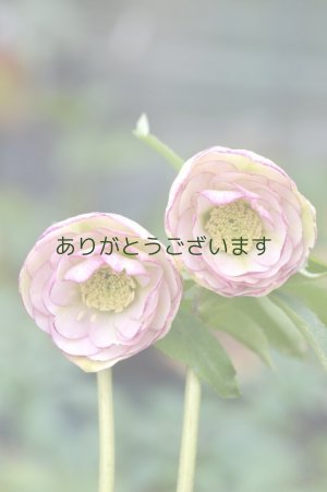 画像1: DDホワイトピコティ　カップ咲き　No/17S34