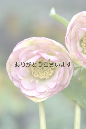 画像2: DDホワイトピコティ　カップ咲き　No/17S34