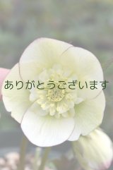 LSDレモンクリームピコティ　アネモネ咲き　No/1705