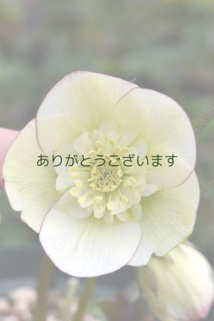 画像1: LSDレモンクリームピコティ　アネモネ咲き　No/1705