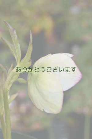 画像4: LSDレモンクリームピコティ　アネモネ咲き　No/1705