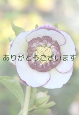 LSDホワイトピコティ　アネモネ咲き　No/1708