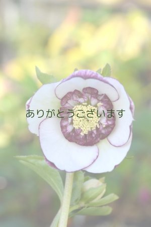 画像4: LSDホワイトピコティ　アネモネ咲き　No/1708