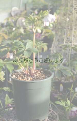 画像7: LSDホワイトピコティ　アネモネ咲き　No/1708