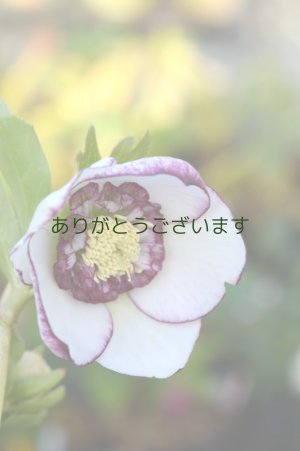 画像3: LSDホワイトピコティ　アネモネ咲き　No/1708