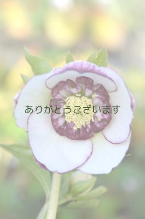 画像2: LSDホワイトピコティ　アネモネ咲き　No/1708