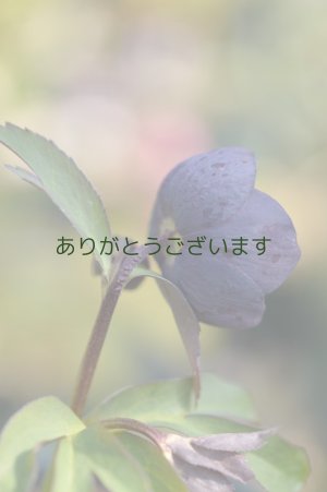 画像5:  SDブラック　カップ・アネモネ咲き　　No/1804