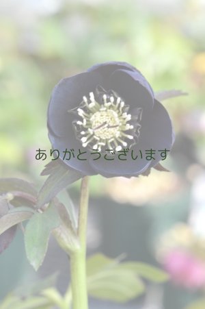 画像2:  SDブラック　カップ・アネモネ咲き　　No/1804
