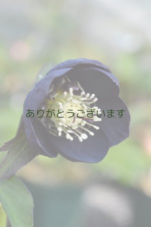画像4:  SDブラック　カップ・アネモネ咲き　　No/1804