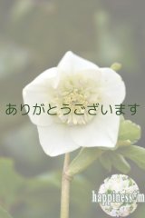  SDホワイトちょっとピコティネクタリー　アネモネ咲き　　No/1812　