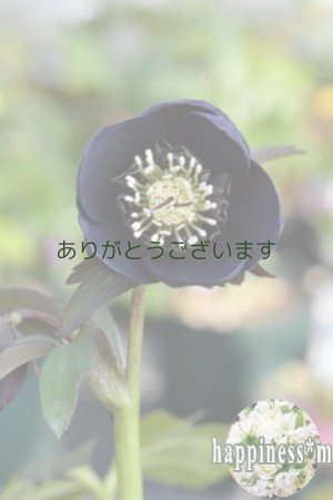 画像1:  SDブラック　カップ・アネモネ咲き　　No/1804