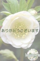 DDクリーミィホワイト　カップ咲き　　No/18116 