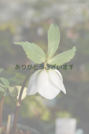 画像4:  SDホワイト　アネモネ咲き　　No/1901　