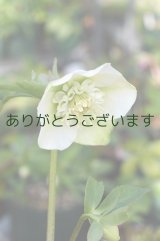  SDホワイトグリーン　アネモネ咲き　　No/1902