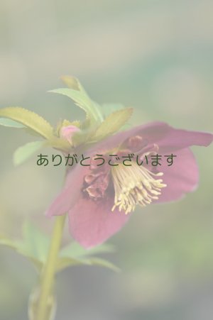画像3:  SDピンクレッド　アネモネ咲き　　No/1917