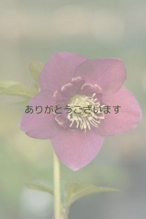 画像2:  SDピンクレッド　アネモネ咲き　　No/1917