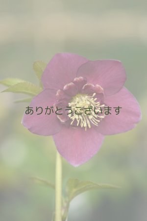 画像1:  SDピンクレッド　アネモネ咲き　　No/1917