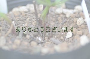 画像4: 【SALE】 DDグリーン　フレグランス強香　　No/2026