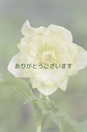 画像8: DDホワイトグリーンリップ　利休　No/2120　【傷みがあるかもです】