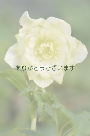 画像9: DDホワイトグリーンリップ　利休　No/2120　【傷みがあるかもです】