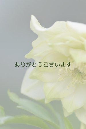 画像4: DDホワイトグリーンリップ　利休　No/2120　【傷みがあるかもです】