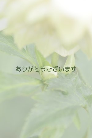 画像6: DDホワイトグリーンリップ　利休　No/2120　【傷みがあるかもです】