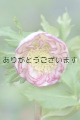 DDホワイトピコティ　丸弁カップ咲き　　　No/2131