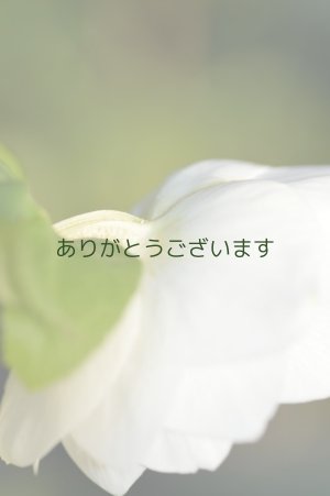 画像6: DDホワイトゴールド　　No/2108