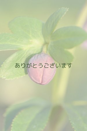 画像5: DDピンク　超多弁　【植替え不要】　　No/21004