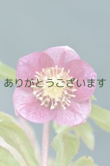 SDピンクミスト　アネモネ咲き　　No/22001